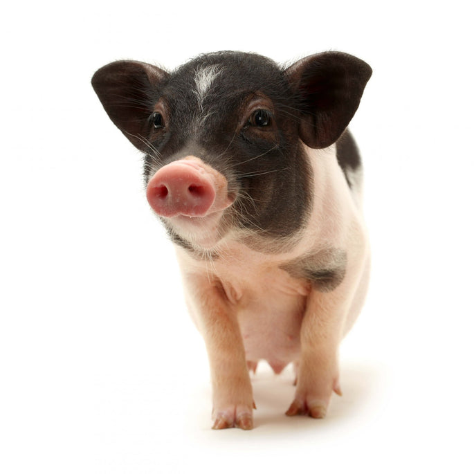 Cerdo Vietnamita y Mini pig