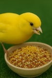 CANTARÍN, Alimento para aves Canoras en semillas con pellets