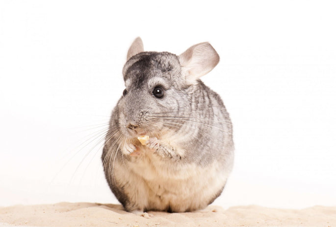 Chinchilla