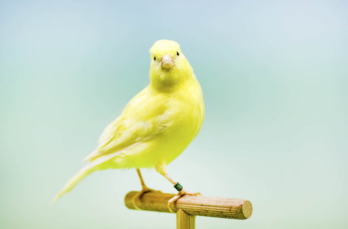 Aves Canoras
