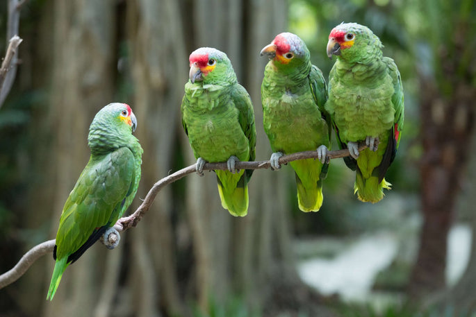 Aves Psitácidas