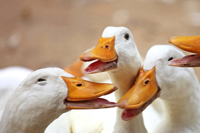 Aves Acuáticas (patos, gansos, cisnes, cercetas y similares)