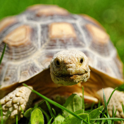 TORTUGA TERRESTRE
