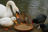 GUS GOOSE, Alimento balanceado para patos y aves acuáticas