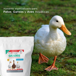 GUS GOOSE, Alimento balanceado para patos y aves acuáticas
