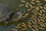 TORTUFEED ACUÁTICO ADULTO, Alimento para tortugas acuáticas adultas