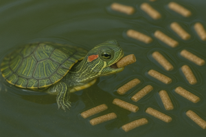 TORTUFEED ACUÁTICO CRECIMIENTO, Alimento para tortugas acuáticas
