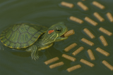 TORTUFEED ACUÁTICO CRECIMIENTO, Alimento para tortugas acuáticas